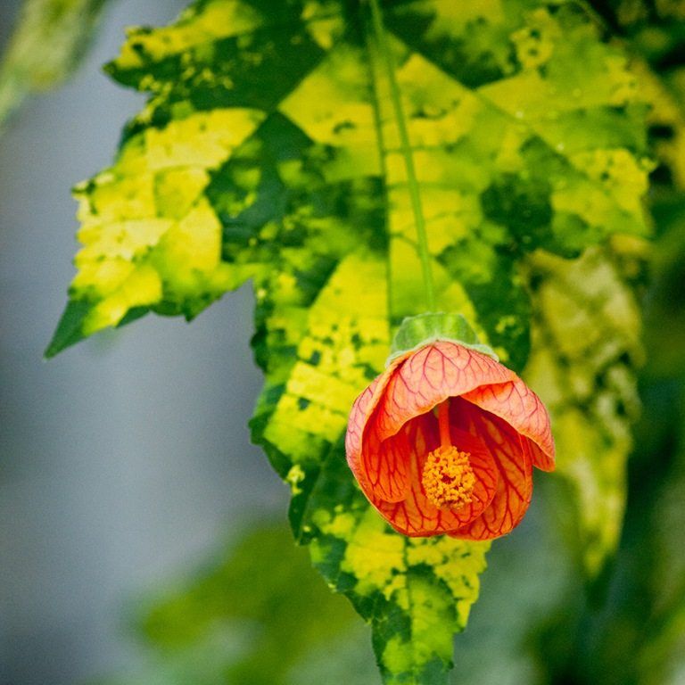 Абутилон или комнатный клён. Уход и размножение.