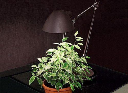 свет для комнатных растений